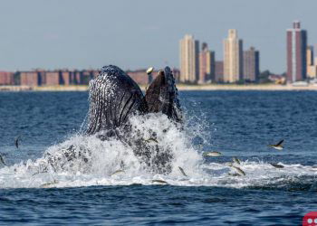 NYC Shores Welcome Whales