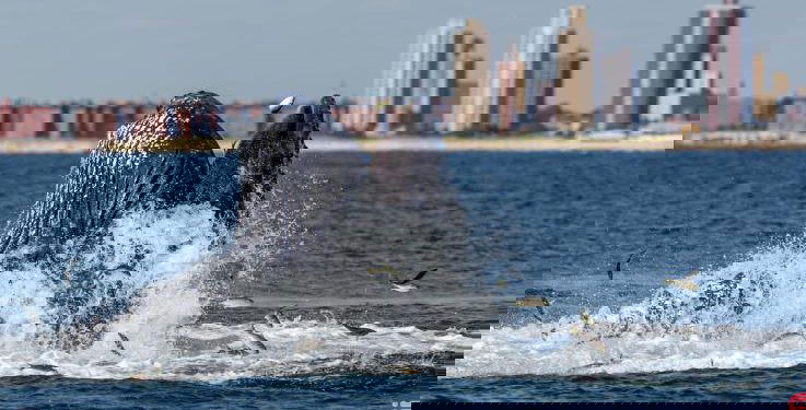 NYC Shores Welcome Whales