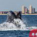 NYC Shores Welcome Whales