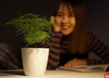 ‘Cyborg Botany’ to Turn Plants into Security Devices