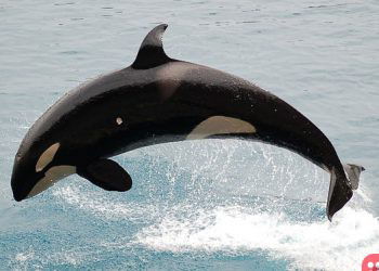 Canada makes it illegal to hold dolphins, whales in capitivity