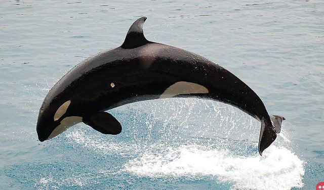 Canada makes it illegal to hold dolphins, whales in capitivity