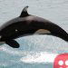 Canada makes it illegal to hold dolphins, whales in capitivity