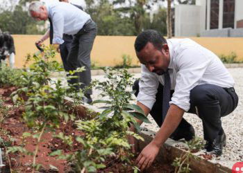 Ethiopia plants 350 million saplings in 12 hours, breaks world record