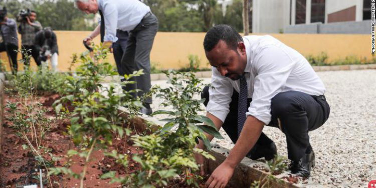 Ethiopia plants 350 million saplings in 12 hours, breaks world record