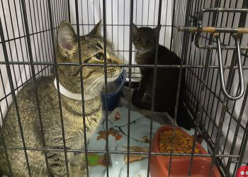 Source: Muncie Animal Care & Services