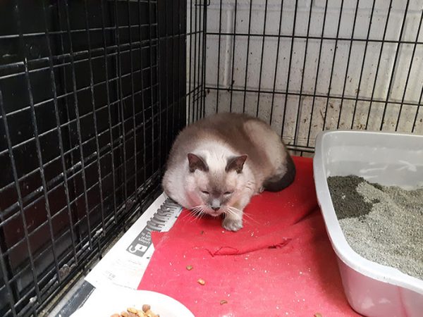 Source: Muncie Animal Care & Services