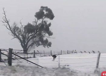 Mob of Kangaroos hop through rare Australian snow