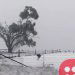 Mob of Kangaroos hop through rare Australian snow
