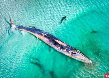 Winning Photos of Australia Geographic’s Photographer of the Year