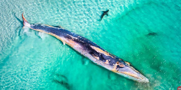 Winning Photos of Australia Geographic’s Photographer of the Year