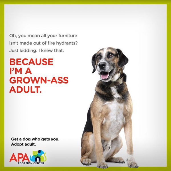 Animal Adoption Center