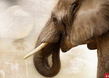 Singapore to ban domestic ivory trade by 2021