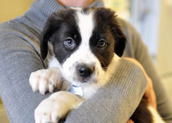 Animal Adoption Center Uses These Hilarious Posters To Encourage Adoption