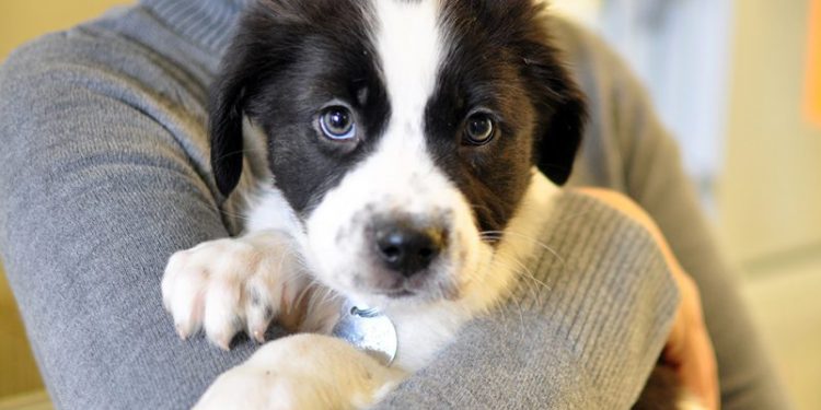 Animal Adoption Center Uses These Hilarious Posters To Encourage Adoption