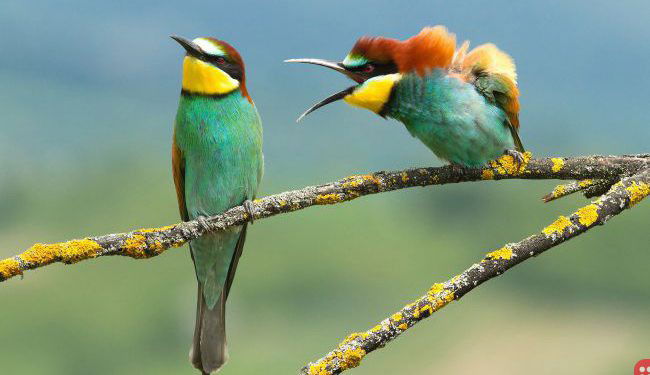 Here are the Comedy Wildlife Photography Awards Finalists…