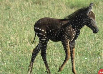 Rare polka-dotted zebra spotted in Kenya