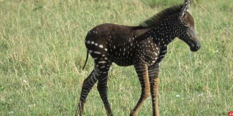 Rare polka-dotted zebra spotted in Kenya