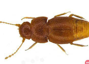 New beetle named after climate activist Greta Thunberg