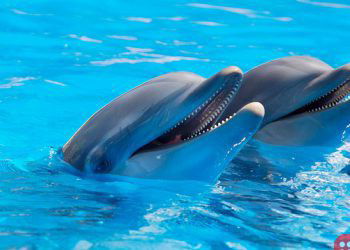 TripAdvisor dissociates with attractions breeding captive whales and dolphins