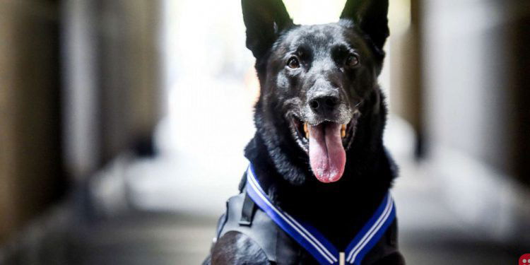 White House dog gets UK Award for safeguarding Obama family