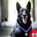 White House dog gets UK Award for safeguarding Obama family