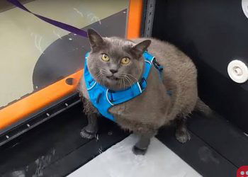 Cinderblock: Obese cat is the new internet sensation!