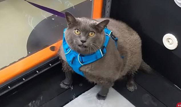 Cinderblock: Obese cat is the new internet sensation!