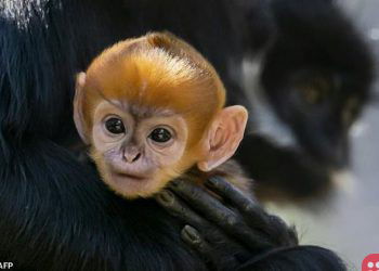 Very rare Francois Langur monkey born in Australian zoo