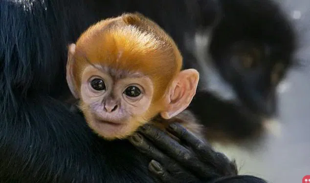 Very rare Francois Langur monkey born in Australian zoo