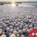 Rare ‘ice eggs’ found on Finland beach