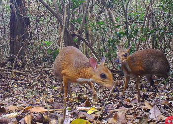 Deer-like animal believed to be extinct photographed for first time in 30 years