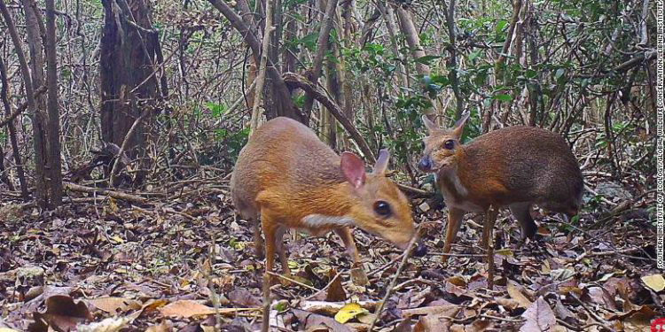 Deer-like animal believed to be extinct photographed for first time in 30 years