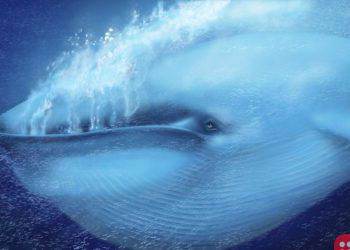 A blue whale’s heartbeat has been recorded for the first time and the results are astounding!