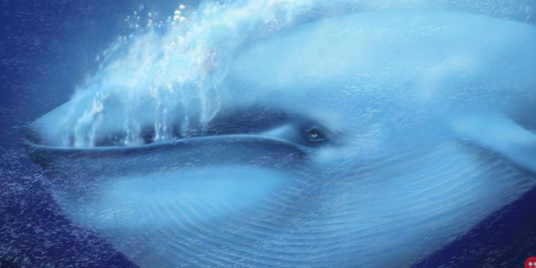 A blue whale’s heartbeat has been recorded for the first time and the results are astounding!