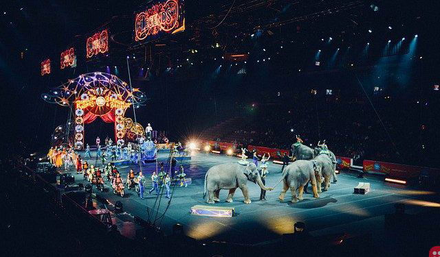 Paris bans use of wild animals in circuses