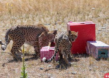 Have a look at these adorable pictures of zoo animals opening their Christmas presents!