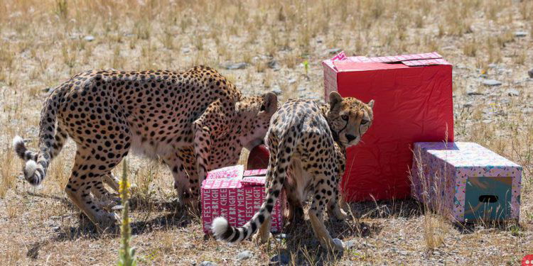 Have a look at these adorable pictures of zoo animals opening their Christmas presents!
