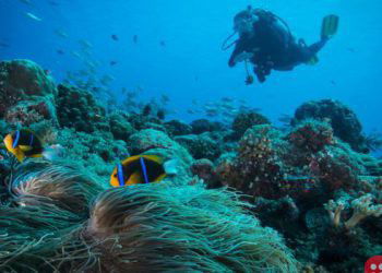 Palau becomes first nation to ban sun cream harmful to sea life