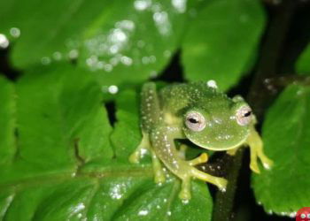 Rare glass frogs spotted in Bolivia after 18 years