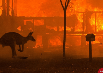 Australia bushfires: Donations pour in from across the world