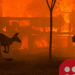 Australia bushfires: Donations pour in from across the world