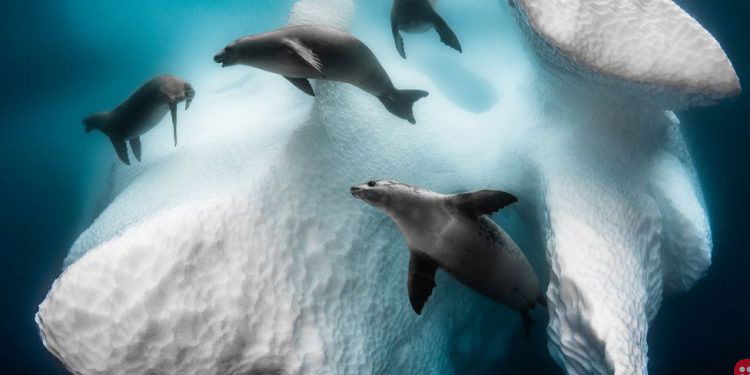 Winners of the ‘Underwater Photographer of the Year 2020’