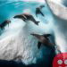 Winners of the ‘Underwater Photographer of the Year 2020’