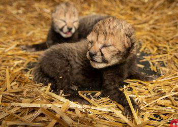 World’s first cheetah cubs born through IVF at Ohio Zoo