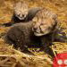 World’s first cheetah cubs born through IVF at Ohio Zoo