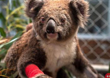 Three koalas named after fallen American firefighters