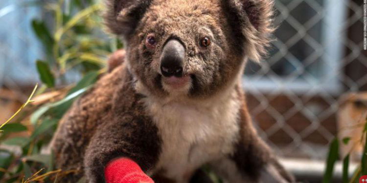 Three koalas named after fallen American firefighters