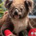 Three koalas named after fallen American firefighters