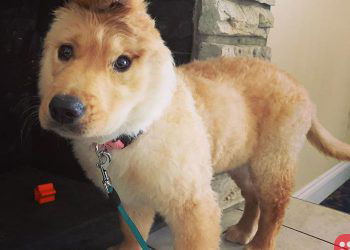 ‘Unicorn’ puppy with one ear on her head is a social media star!